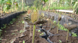cacao zaailing