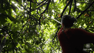 Cacao-oogst in Peru