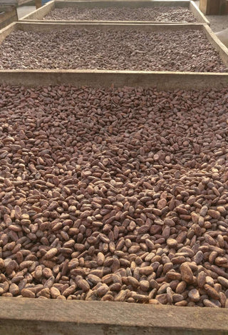 het drogen van cacao