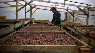 Erik bij de cacaodrogerij
