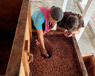 fermentatie cacao