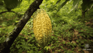 Guatemala cacaovrucht
