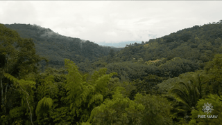 Cacao farm jungle bergen