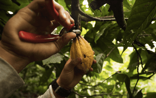 het oogsten van cacao