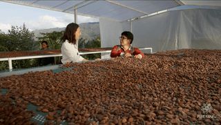 Cacao drogen in Peru